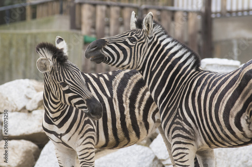 Dos cebras jovenes jugando en un zoo