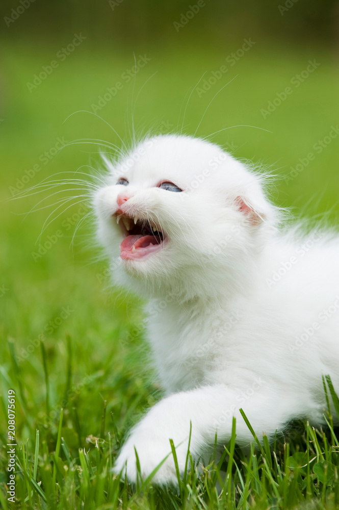 White scottish fold kitten in a meadow