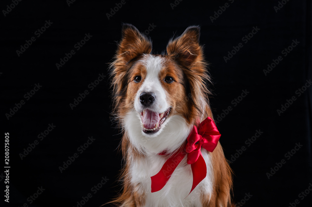 Red Border Collie Studio black background Red Border Collie Studio black background