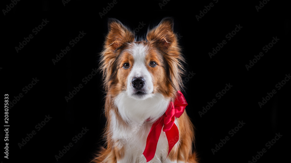 Red Border Collie Studio black background Red Border Collie Studio black background