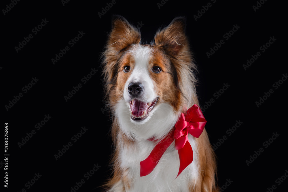 Red Border Collie Studio black background Red Border Collie Studio black background