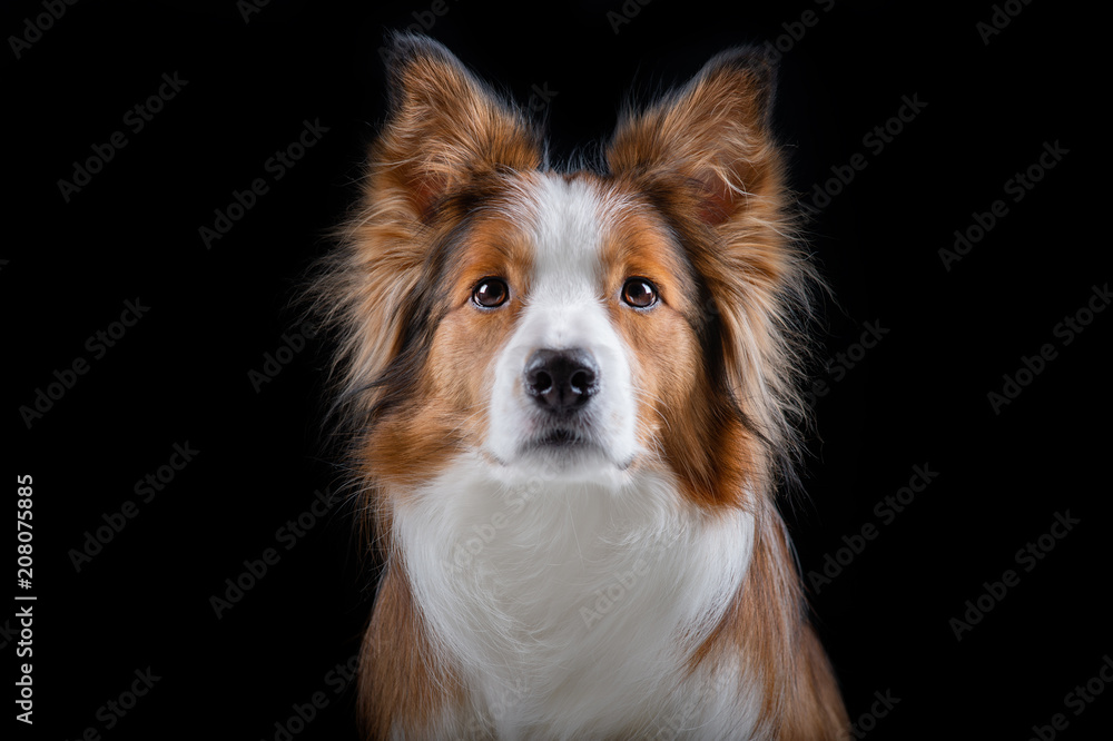 Red Border Collie Studio black background