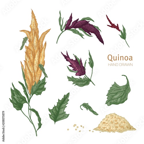 Collection of quinoa flowering plants or inflorescences, leaves and seeds hand drawn on white background. Collection of cultivated grain crops, wholesome food product. Realistic vector illustration.