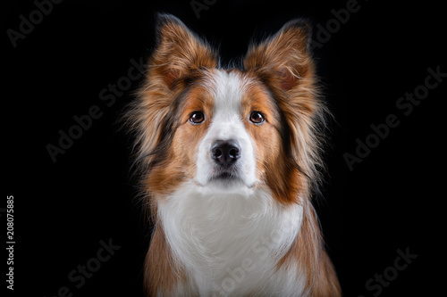 Obraz na płótnie Red Border Collie Studio black background w salonie