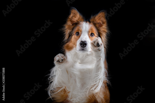 Red Border Collie Studio black background