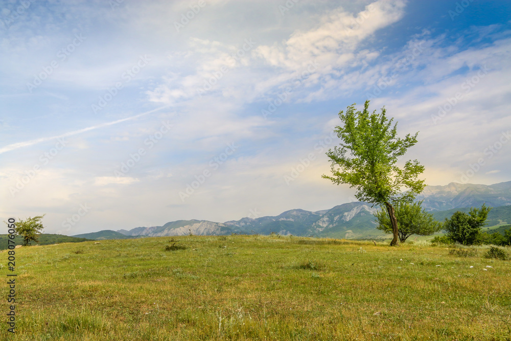Beautiful landscape with lone tree stands on a green field or hill. Dramatic field view Beautiful landscape with lone tree stands on a green field or hill. Dramatic field view