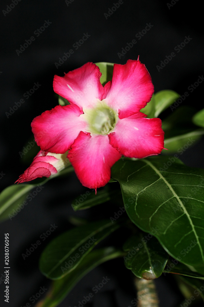Adenium Obesum (Rose du Désert Fleur) (Caudex Plante Grasse