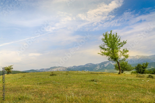Beautiful landscape with lone tree stands on a green field or hill. Dramatic field view