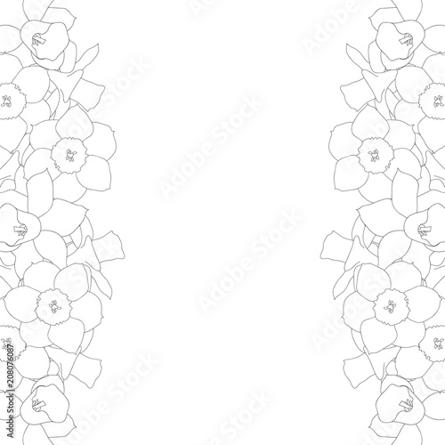 Fototapeta Naklejka Na Ścianę i Meble -  Daffodill - Narcissus Outline Border on White Background