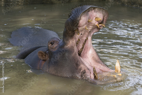 Hipopotamo con la boca abierta durante el cortejo. Dientes de un hipopotamo