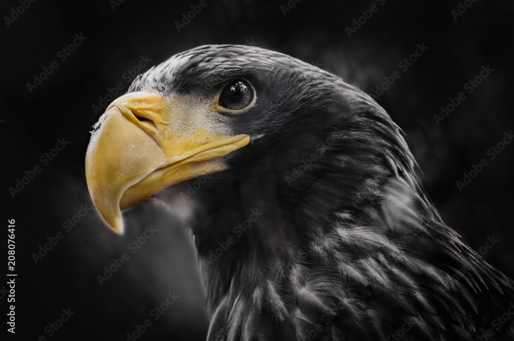 Obraz premium Portrait of a Steller's sea eagle