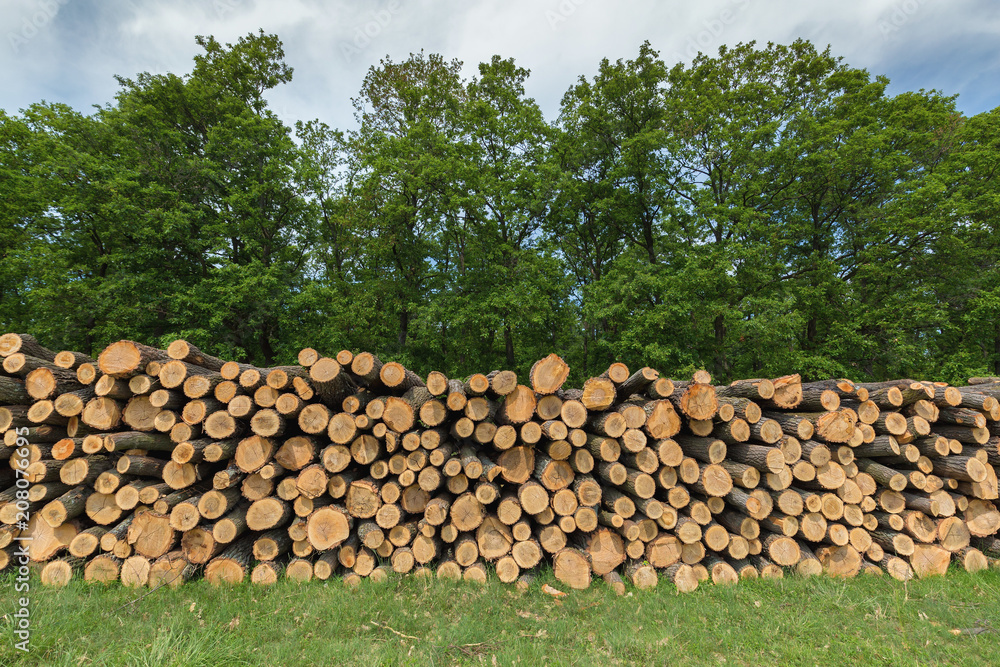 Big pile of oak wood in a forest