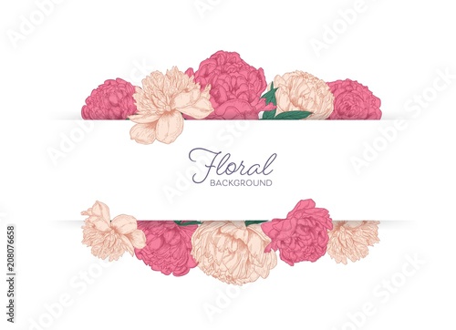 Horizontal stripe decorated with garden blooming pink peony flowers. Botanica...