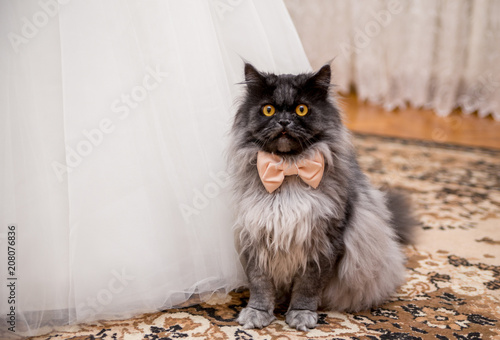 cat in a bow tie near the wedding dress of the bride