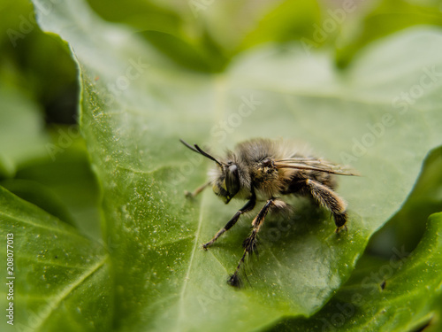 Beautiful bee sitting on a green leaf