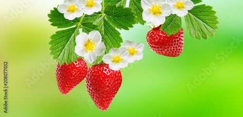 fresh garden summer strawberries