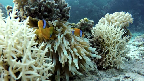 Wallpaper Mural The amazing world of a coral reef. Beautiful coral flowers and tropical fish. Torontodigital.ca