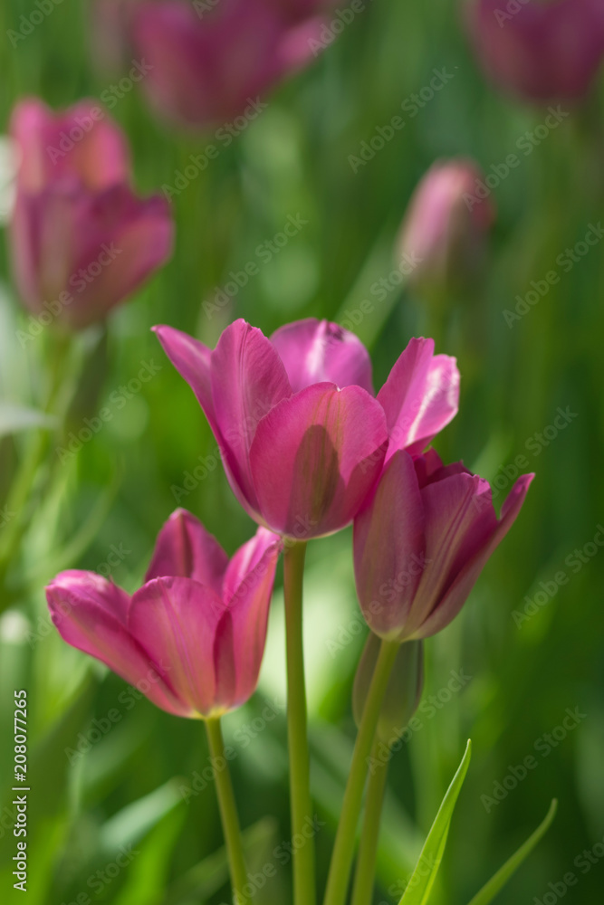 Fototapeta premium The tulips on a green blurred background