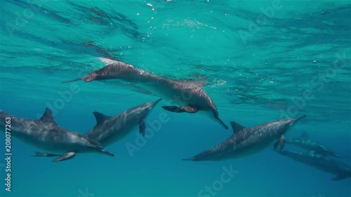 Wallpaper Mural free dolphins swimming deep underwater Torontodigital.ca