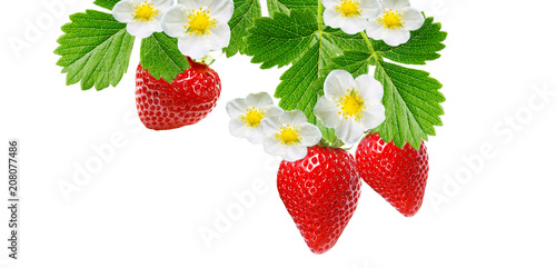 ripe strawberries on white