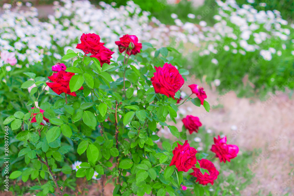roses in the garden roses in the garden