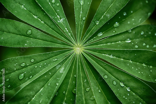 Large, green leaves of lupine (Lupinus polyphyllus) covered with drops of dew