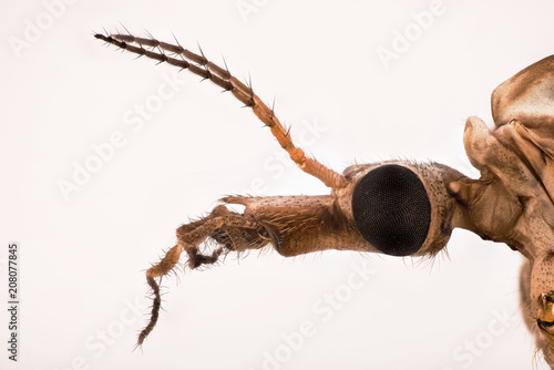 Marsh Crane Fly, Crane Fly, Tipula oleracea photo