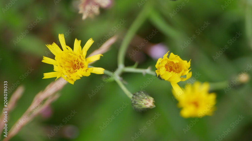 fleur fleur