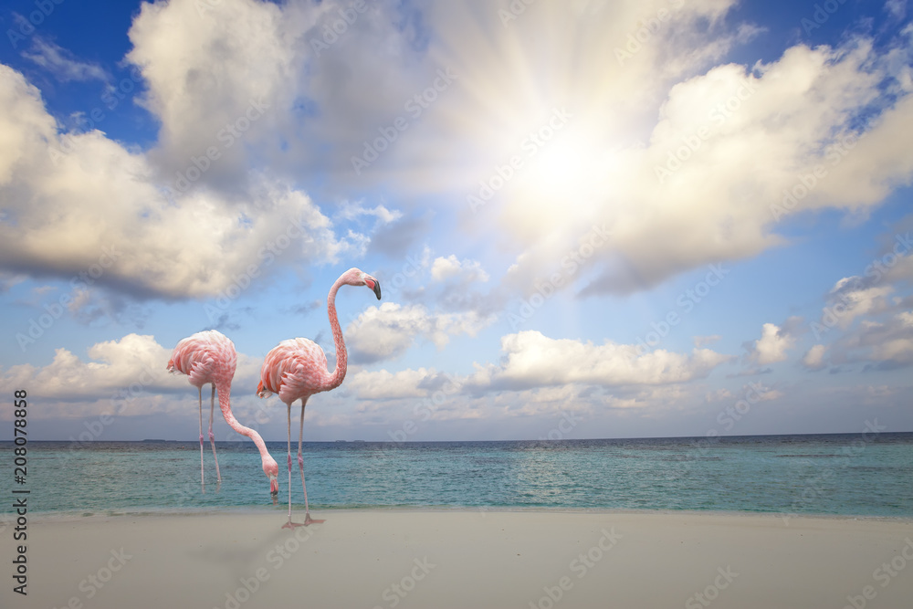 Fototapeta Dwa różowego flaminga na piaskowatej plaży błękitnym morzem pod niebem z słońcem przez chmur