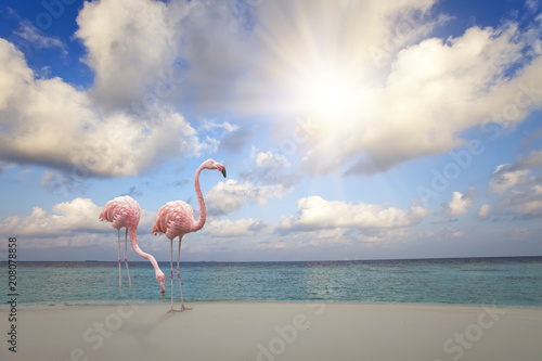 Two pink flamingos on the sandy beach by the blue sea under the sky with the sun through clouds