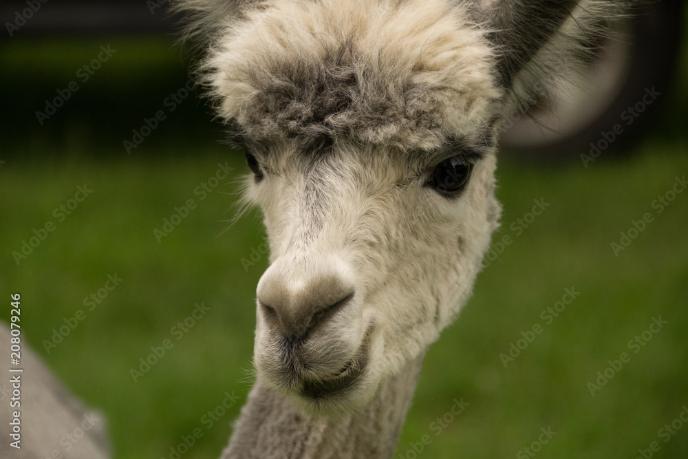 Obraz premium Alpaca