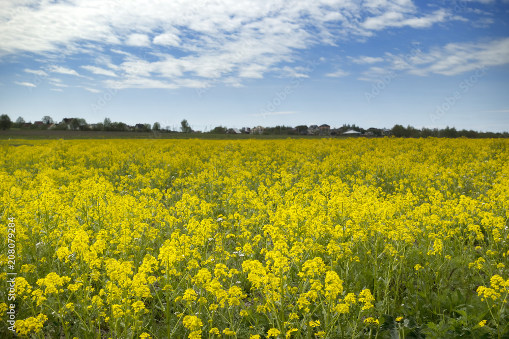 Yellow rapeseed flowers (Brassica napus) on field with blue sky and clouds.. Yellow rapeseed flowers (Brassica napus) on field with blue sky and clouds..