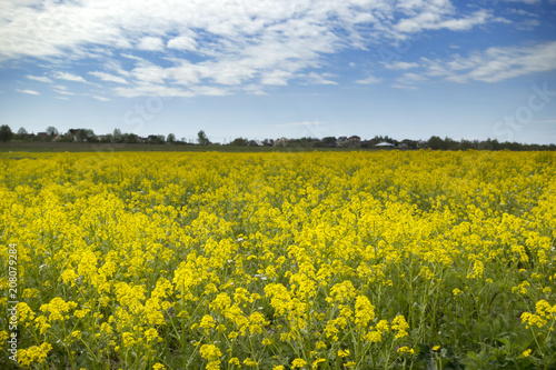 Yellow rapeseed flowers (Brassica napus) on field with blue sky and clouds..