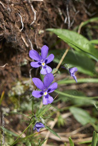 Viola dubyana