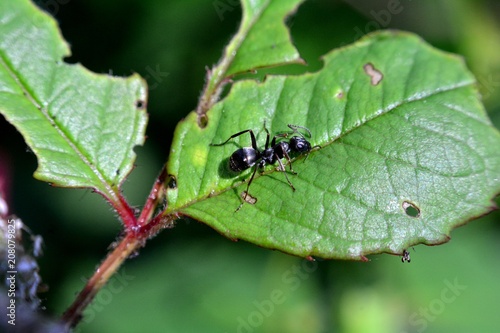 Schwarze Ameise sitzt auf grünem Blatt © Claudia Evans 