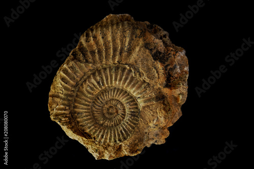 ammonite fossil isolated