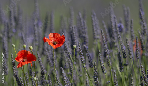 Lavendelfeld mit Mohnblüten