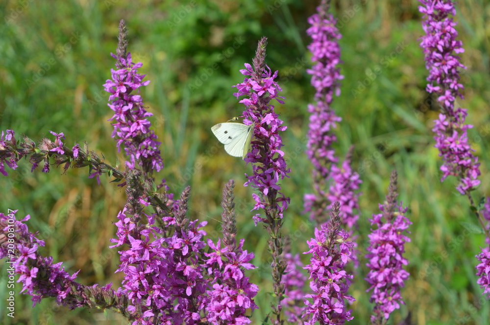 Fototapeta premium Pieris Brasicae femmelle