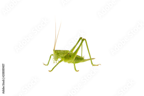 Green grasshopper on a white background