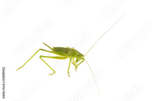 Green grasshopper on a white background © NERYX
