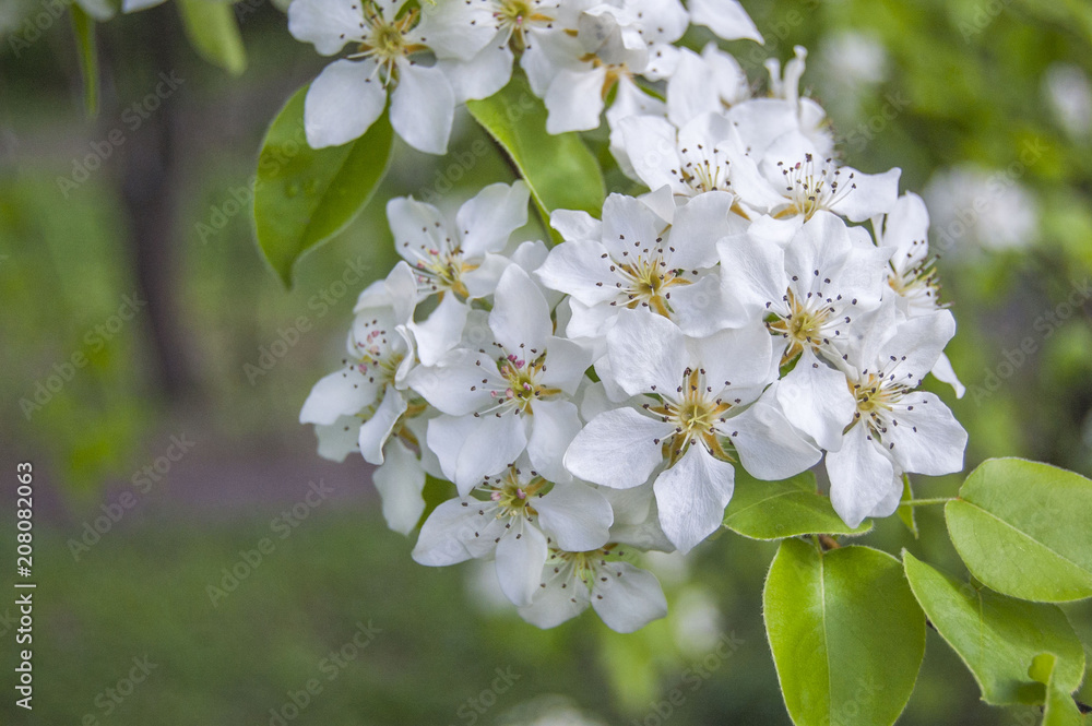 Wild pear blossom, white flower on forest background, garden, green fresh leaves, springtime, landscape design Wild pear blossom, white flower on forest background, garden, green fresh leaves, springtime, landscape design