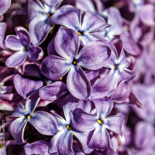 Violet lilac flowers as a background. Close-up. photo