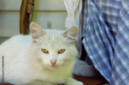 Fototapeta Naklejka Na Ścianę i Meble -  Stray Animals, Pets, Cats Concept. Stray White Cat Lying Outdoors.
