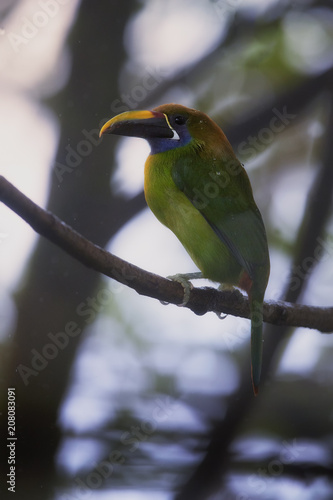 Vertical photo of Emerald toucanet, Aulacorhynchus prasinus, green bird with enormous beak, sitting on branch in its natural environment of costa rican rainforest. Costa Rica wildlife