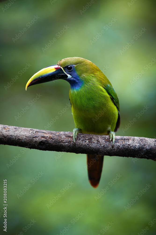 Fototapeta premium Vertical photo of Emerald toucanet, Aulacorhynchus prasinus, green bird with enormous beak, sitting on branch in its natural environment of costa rican rainforest. Costa Rica wildlife photography.