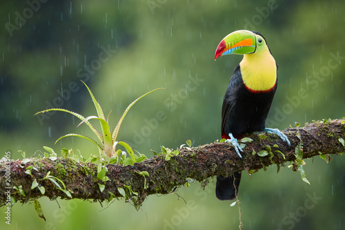 Famous tropical bird with enormous beak,Keel-billed toucan, Ramphastos sulfuratus, perched on a mossy branch in rain against rainforest background.Costa Rican black-yellow toucan,wildlife photography.