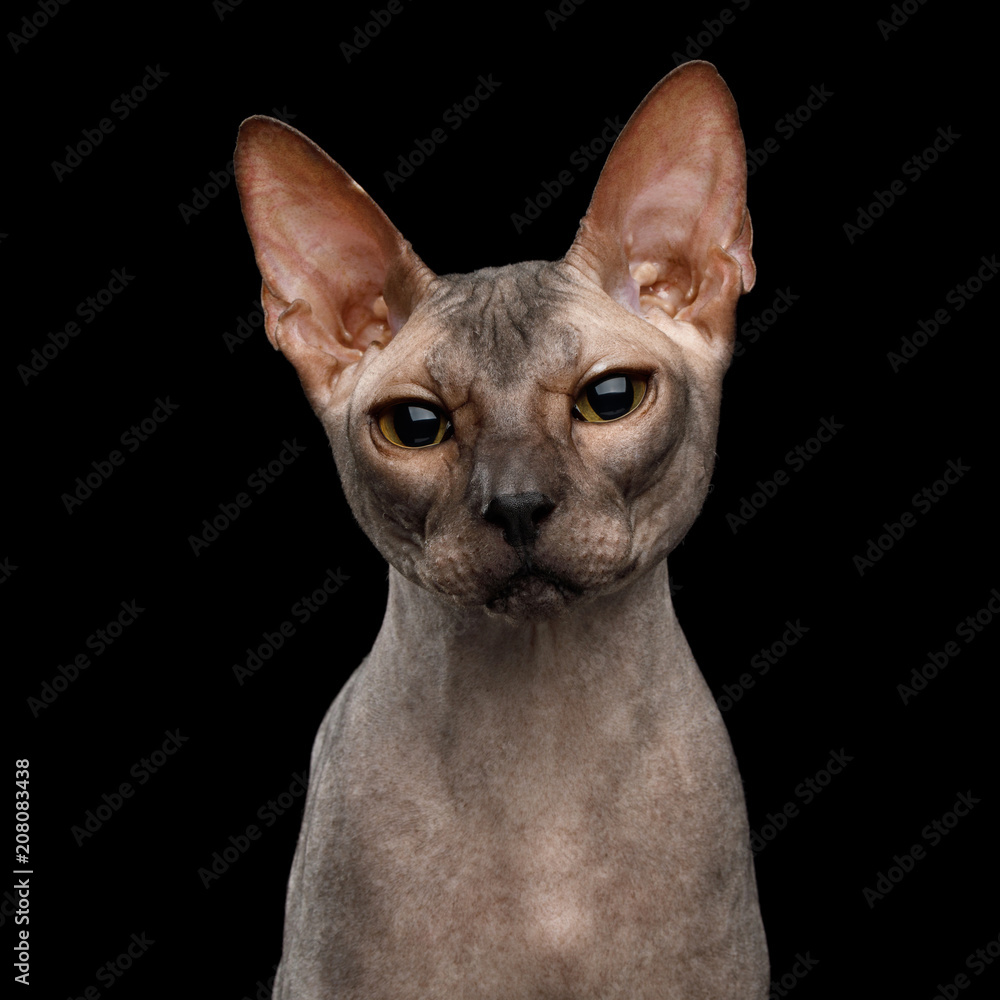 Portrait of Sphynx Cat with cute face Isolated on Black Background, front view