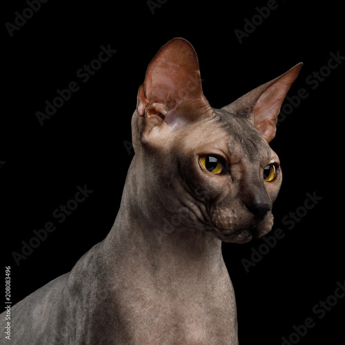 Fototapeta Naklejka Na Ścianę i Meble -  Portrait of Sphynx Cat with Beautiful eyes Isolated on Black Background, profile view