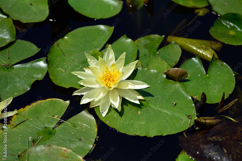 睡蓮の花 睡蓮の花