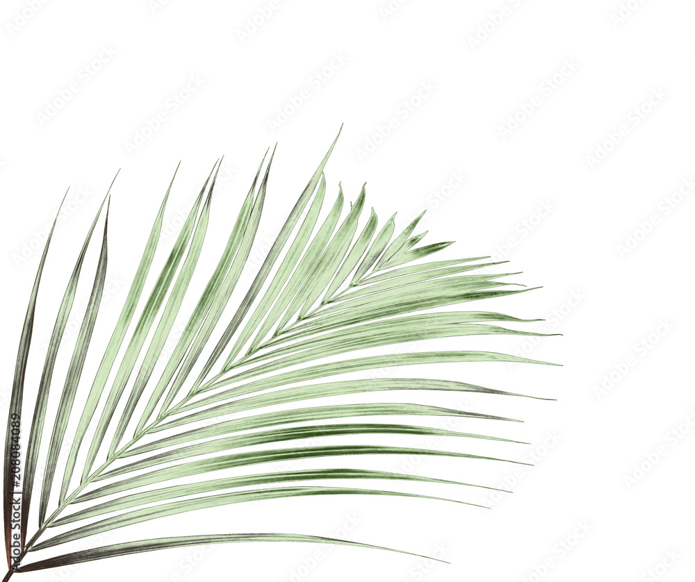 Obraz premium green palm leaf on white background